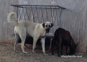 Image of Anatolian Shepherd Topcu Subayi