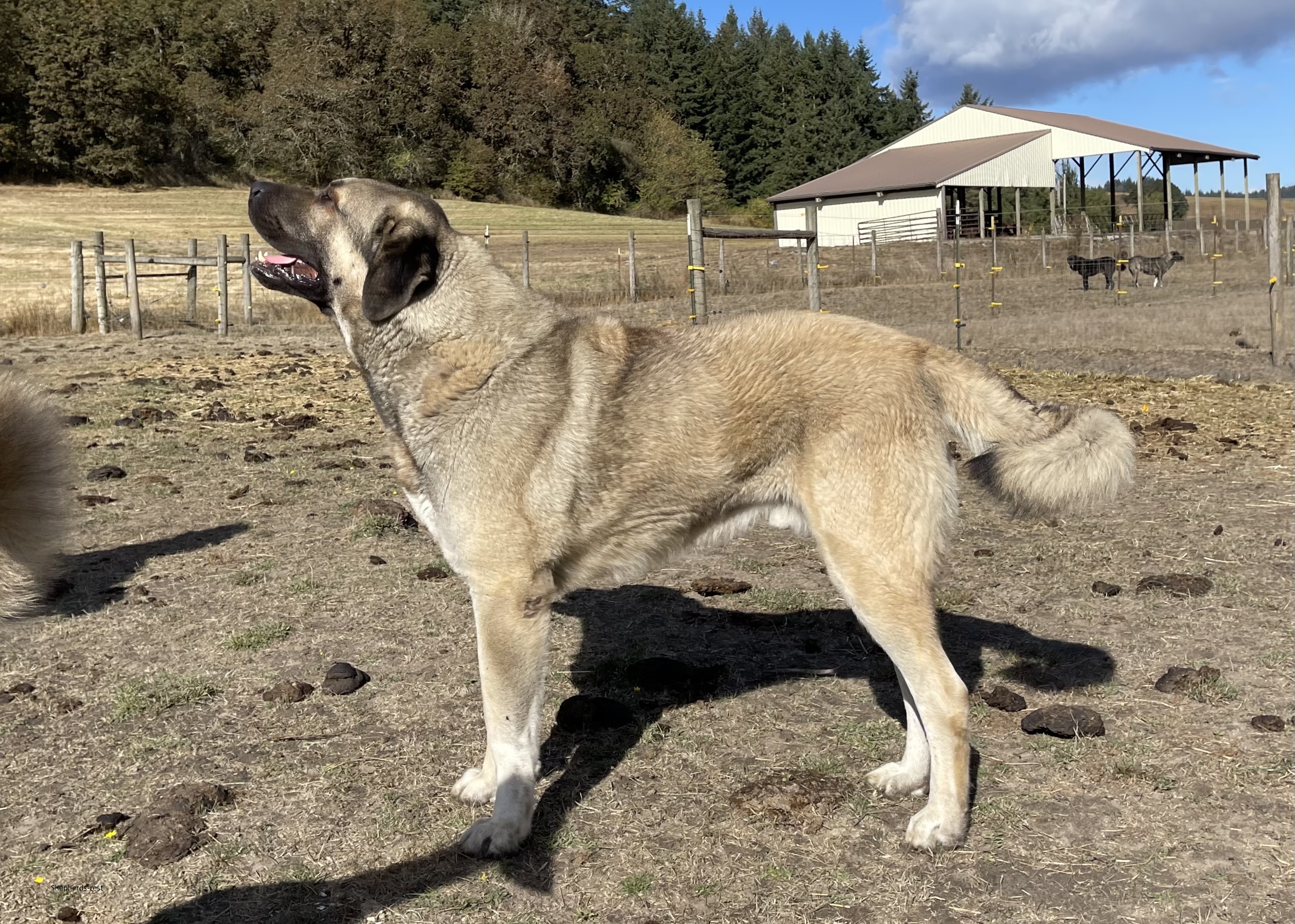 Image of Anatolian Shepherds Rest Han Gazi