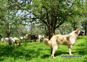 Image of Anatolian Shepherd Ilik