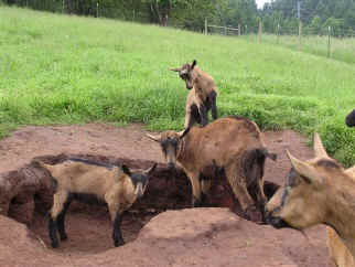Playing goats