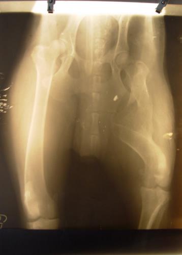 Dog with Bullet in Leg
