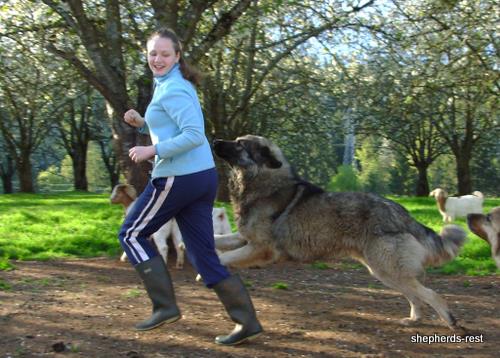 Image of Anatolian Shepherd