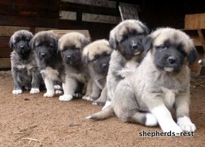 Image of Anatolian Shepherd Puppies