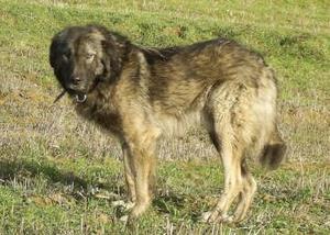 Dog with Bullet in Leg