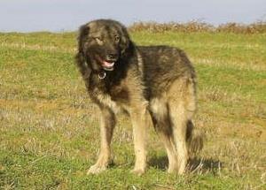 Dog with Bullet in Leg