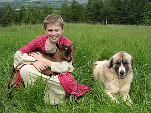 Social and friendly. Oberhasli kid and Anatolian Shepherd Guardian dog.