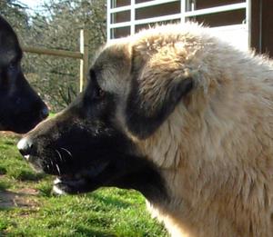 Image of Anatolian Shepherd Cazip