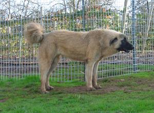 Image of Anatolian Shepherd Cazip