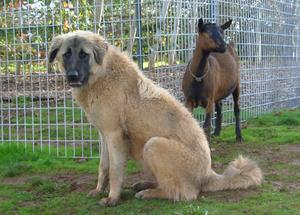 Image of Anatolian Shepherd Cazip