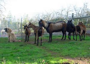 Image of Anatolian Shepherd Cazip