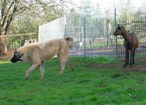 Image of Anatolian Shepherd Cazip