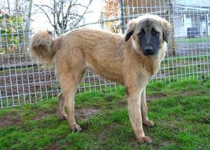 Image of Anatolian Shepherd Cazip