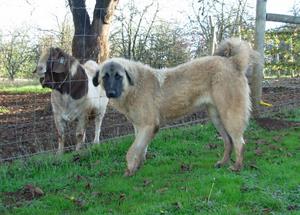 Image of Anatolian Shepherd Cazip