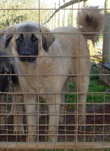 Image of Anatolian Shepherd Cazip
