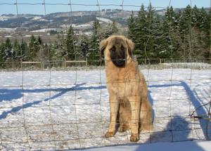 Image of Anatolian Shepherd Cazip