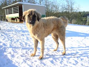 Image of Anatolian Shepherd Cazip Import