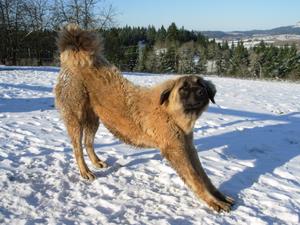 Image of Anatolian Shepherd Cazip