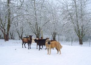 Image of Anatolian Shepherd Cazip