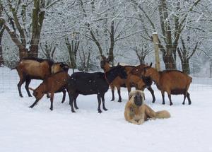 Image of Anatolian Shepherd Cazip