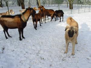 Image of Anatolian Shepherd Cazip