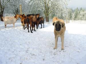 Image of Anatolian Shepherd Cazip