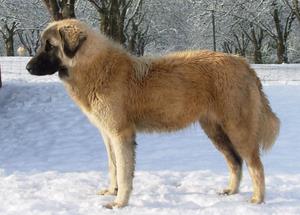 Image of Anatolian Shepherd Cazip