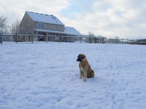 Image of Anatolian Shepherd Cazip