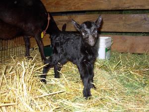 Black Oberhasli kids