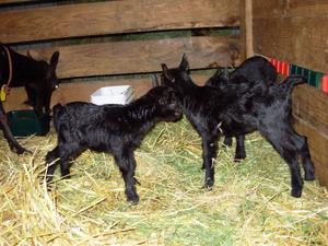 Black Oberhasli kids