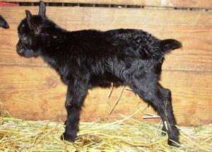 Black Oberhasli kids