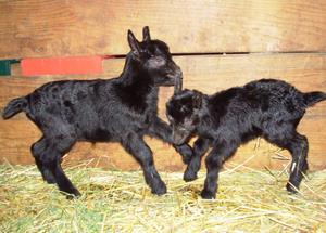 Black Oberhasli kids