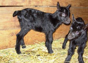 Black Oberhasli kids