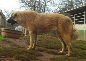 Image of Anatolian Shepherd Cazip