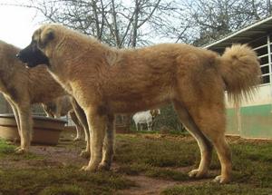 Image of Anatolian Shepherd Cazip