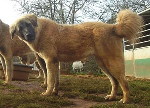 Image of Anatolian Shepherd Cazip