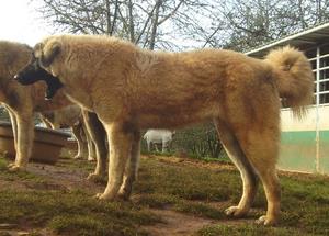 Image of Anatolian Shepherd Cazip