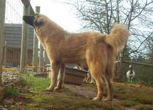 Image of Anatolian Shepherd Cazip