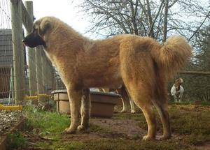 Image of Anatolian Shepherd Cazip