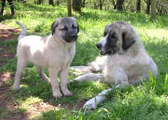 Sirin and Tarik