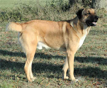 Ballester's Rahman (Red)