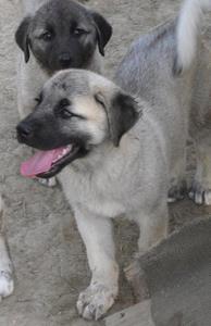 Image of Shepherds Rest Anatolians Bozkennel's Karabulut