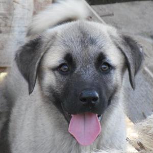 Image of Shepherds Rest Anatolians - Karabulut's 3 brothers