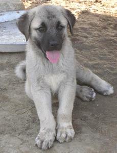 Image of Shepherds Rest Anatolians - Karabulut's 3 brothers