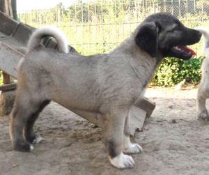 Image of Shepherds Rest Anatolians Bozkennel's Karabulut