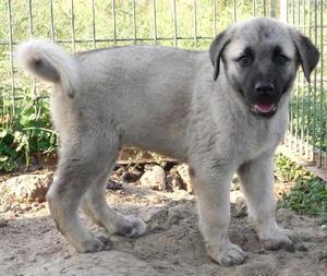 Image of Shepherds Rest Anatolians - Karabulut's 3 brothers