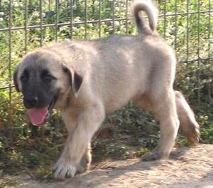 Image of Shepherds Rest Anatolians - Karabulut's 3 brothers