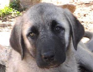 Image of Shepherds Rest Anatolians - Karabulut's 3 brothers
