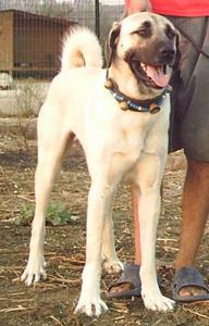 Image of Shepherds Rest Anatolians - Karabulut's Maternal Grandmother - Bulut von Bozkennel