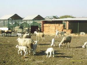 Image of Shepherds Rest Anatolians - Karabulut's Maternal Grandmother - Bulut von Bozkennel