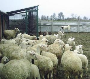 Image of Shepherds Rest Anatolians - Karabulut's Maternal Grandmother - Bulut von Bozkennel